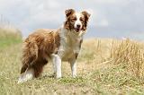 BORDER COLLIE 673